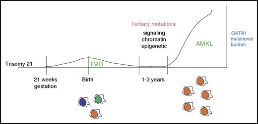 Figure 2. Progression of myeloid leukemia in children with DS. GATA1 mutations commonly occur in utero as early as week 21 of gestation in hematopoietic progenitors with trisomy 21. The resulting TMD is initially polyclonal, with multiple distinct GATA1-mutant clones. The GATA1 mutational burden diminishes shortly after birth as the TMD resolves. Over the course of one to three years, a persistent GATA1-mutant clone may acquire a tertiary mutation, which leads to clonal expansion and acute megakaryocytic leukemia.