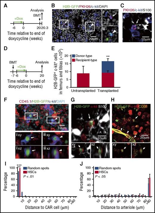 Figure 3. Empty HSC niches available for engraftment are distant from filled HSC niches. Experimental design (A). Doxycycline-treated nonmyeloablated TetOP-H2B-GFP mice transplanted with 4.0 × 104 CD34−CD48−LSK cells stained with PKH26 (red) (B-C), were analyzed 20 weeks after the administration of doxycycline and 2 days after transplantation. Bone marrow sections from transplanted mice were stained with antibodies against GFP (green, in panel B), c-kit (dark blue, in panels B and C), and S100 (white, in panel C). Arrowheads indicate endogenous H2B-GFP+c-kit+ HSCs (B). Arrows indicate donor PKH26+ HSCs (B-C), which are in contact with S100+ CAR cells (C). The nuclei of cells were labeled with DAPI dye (white, in panel B). Experimental design (D). Doxycycline-treated nonmyeloablated TetOP-H2B-GFP mice transplanted with 1.6 × 108 TetOP-H2B-GFP mouse-derived purified Lin− cells were analyzed 20 weeks after the administration of doxycycline and 27 weeks after transplantation. The numbers of donor (CD45.2+), endogenous (CD45.1+CD45.2+), and total H2B-GFP+c-kit+ HSCs (n = 4) (E). Half bones from transplanted mice were stained with antibodies against CD45.1 (red), GFP (green), and c-kit (dark blue), and representative images are shown (F). Arrows in panel F indicate donor CD45.1−H2B-GFP+c-kit+ HSCs, and arrowheads indicate endogenous CD45.1+H2B-GFP+c-kit+ HSCs. The nuclei of cells were labeled with DAPI dye (light blue). Half bones from transplanted mice were stained with antibodies against GFP (green) and c-kit (red) in panels G and H, S100 (white, in panel G), and CD31 (yellow, in panel H), and representative images are shown. Arrows indicate donor and endogenous H2B-GFP+c-kit+ HSCs (G-H). Arrowheads indicate CD31hi arterioles (H). Distances from donor and endogenous HSCs and random locations to the nearest CAR cells (I) or arteries (J). Using confocal microscopy, tiled Z-stacked optical sections (120-150 μm thick) were acquired from whole mount samples of half femurs (∼450-650 μm thick) (F-J). The statistical significance of differences between HSCs and random locations located within a 5-μm distance from CAR cells was determined by 2-tailed Student t tests (I). The statistical significance of overall differences in cell distribution was determined by Kolmogorov-Smirnov analysis (I-J). All error bars represent standard deviations of the means. **P < .01; ***P < .001.