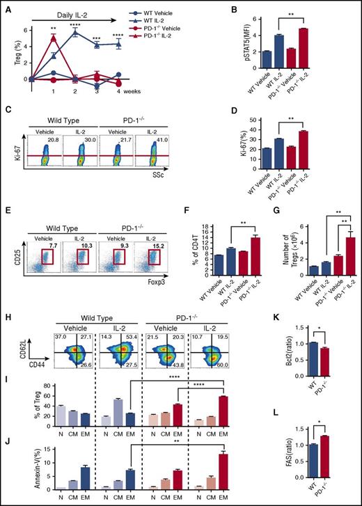 Figure 4. PD-1 deletion alters Treg homeostasis during IL-2 therapy. C57BL/6 PD-1−/− or C57BL/6 WT mice were treated with control vehicle or IL-2 at 5000 IU once per day for 4 weeks. (A) Effect of IL-2 therapy on frequency of Tregs during treatment. Increase of percentage of Tregs during therapy from the baseline level of each group. (B-H) Spleen cells were analyzed after 1 week of IL-2 therapy. (B) pSTAT5 expression in Tregs. (C) Representative flow cytometry histograms detecting Ki-67+ proliferating Tregs. Percentage of Ki-67+ Tregs is shown for each histogram. (D) Percentage of Ki-67+ proliferating Tregs in PD-1−/− and PD-1WT mice. (E) Representative histogram identifying CD4 Tregs in PD-1−/− and PD-1WT mice receiving control vehicle or IL-2. (F) Frequency of CD4+CD25+Foxp3+ Tregs in spleen (percentage of CD4 T cells). (G) Number of CD4+CD25+Foxp3+ Tregs in spleen. (H-L) Spleen cells were analyzed after 2 weeks IL-2 therapy given once per day. (H) Representative histograms identify CD44lowCD62Lhigh naïve, CD44highCD62Lhigh central-memory, and CD44highCD62Llow effector-memory Treg subsets after IL-2 therapy. (I) Percentage of each Treg subset after IL-2 therapy. (J) Percentage of annexin-V+ apoptotic cells in each Treg subset after IL-2 therapy. (K) Mean fluorescence intensity (MFI) for the ratio of Bcl-2 expression in Tregs of IL-2–treated mice:Bcl-2 expression in Tregs of control vehicle–treated mice. (L) MFI for the ratio of Fas expression in Tregs of IL-2–treated mice:Fas expression in Tregs of control vehicle–treated mice with 4 mice per group per experiment. Data are representative of (A) 2 or (B-L) 3 independent experiments and expressed as means +/– SEM. *P < .05, **P < .01, ***P < .001, ****P < .0001.