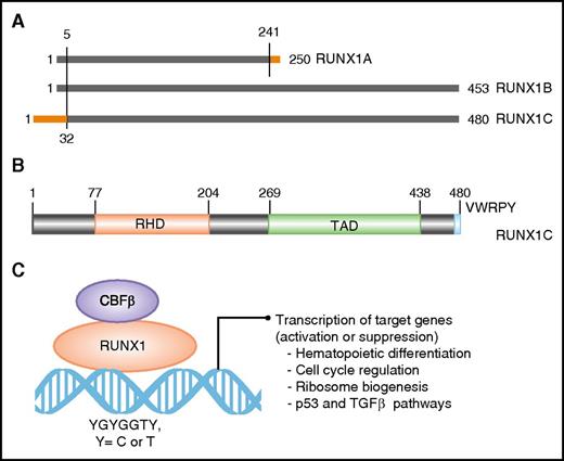 Figure 1. Domain architect of RUNX1 protein and its role as a transcription factor. (A) A schematic depicting the 3 major isoforms of RUNX1 (1A, 1B, and 1C). Isoforms 1A and 1B are transcribed from P2, and isoform 1C is transcribed from P1, thus differing by 32 amino acids at its 5′ end (marked in orange). Isoform 1A contains only the RHD and differs by 9 amino acids at its 3′ end (marked in orange). (B) Schematic of the protein encoded by the largest isoform, 1C, with major functional domains marked: RHD and transactivation domain (TAD). The numbers above the lines represent the amino acid residues. (C) A schematic of RUNX1 heterodimerization with its binding partner, CBFβ, and interaction with DNA at promoters of target genes that carry the specific binding site: YGYGGTY, where Y is C or T.
