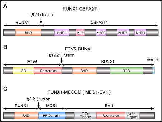 Figure 2. Schematics of RUNX1 fusion proteins. (A) Schematic diagram of full-length RUNX1-CBFA2T1, illustrating the site of fusion between the 2 proteins. RUNX1-CBFA2T1 comprises the RHD from RUNX1 and 4 Nervy homology regions (NHR1–4) from CBFA2T1. The location of the nuclear localization signal (NLS) is also indicated. (B) Schematic diagram of ETV6-RUNX1, illustrating the site of fusion between the 2 proteins. The ETV6-RUNX1 fusion protein contains the N-terminal non-DNA binding moiety of ETV6 fused to almost the entire RUNX1 protein, including its RHD and TAD domains, and the VWRPY motif. (C) Schematic diagram of RUNX1-MECOM, illustrating the site of fusion between the 2 proteins. In the RUNX1-MECOM fusion, RUNX1 fuses with one or both of the “MDS1 and EVI1 complex locus” genes present at chromosome 3q26.