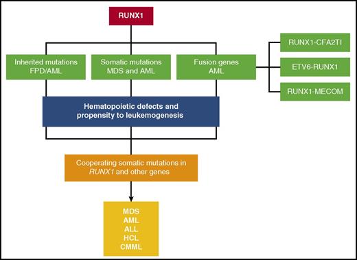 Figure 3. A schematic depicting the various mechanisms by which RUNX1 gene is altered in hematological malignancies. Inherited mutations cause FPD/AML. Somatic mutations and fusion genes with cooperating mutations in other genes cause hematological malignancies, such as MDS, AML, ALL, HCL, and CMML.