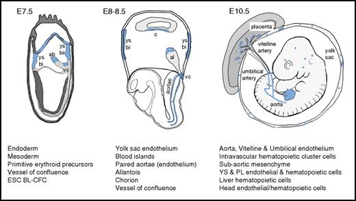Figure 1. Embryonic sites of Runx1 expression. Diagrams of the mouse conceptus at embryonic day 7.5 (E7.5), E8.5, and E10.5 showing representative Runx1 expression patterns. Runx1 expression (blue) is measured by β-galactosidase activity in histologic sections of Runx1LacZ/+ embryos19 in which the LacZ knockin results in a Runx1 knockout allele or by immunostaining with a Runx1-specific antibody. Hematopoietic sites and cells expressing Runx1 are shown below each embryo. Runx1 expression patterns were taken from previous studies.19,28,45,60,62,64,66,67 ab, allantoic bud; bi, blood islands; BL-CFC, blast colony-forming cells; c, chorion; pl and PL, placenta; vc, vessel of confluence; ys and YS, yolk sac.