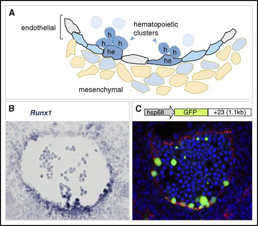 Figure 2. Runx1 expression in the mouse dorsal aorta during EHT. (A) Diagram of the ventral wall of the mouse E10.5 aorta showing Runx1-expressing cells (blue). Cells undergoing EHT are indicated as hemogenic endothelial (he) or hematopoietic cluster (h) cells. Aortic endothelial cells are indicated in gray, and Runx1-expressing hemogenic endothelial cells are in blue. Some mesenchymal cells (beige) underlying the aorta are Runx1 expressing. Runx1-expressing hematopoietic cell clusters are closely associated with the ventral luminal wall of the aorta. (B) Runx1 in situ hybridization analysis on a transverse section through the E10.5 mouse dorsal aorta. Runx1 expression (blue) is detected mainly at the ventral aspect of the aorta where it is seen in the subaortic mesenchymal cell layer, in some endothelial cells, and in hematopoietic cluster cells. In situ hybridization, microscopy, and image processing were performed as described in Bee et al.46 Original magnification ×400. (C) Schematic of the Runx1 +23 enhancer-reporter transgene construct (23GFP) and resulting GFP expression (green) in a transverse section through the E10.5 aorta of a 23GFP transgenic embryo. Endothelial cells (VE-cadherin labeled) are in red and nuclear stain (TO-PRO-3) in blue. The 23GFP transgene marks hemogenic endothelium in the vessel wall and all hematopoietic stem and progenitor cells (HSPCs) in the aortic clusters.55,135 Immunofluorescent labeling, confocal microscopy, and image processing were performed as in Swiers et al.55 Original magnification ×300.
