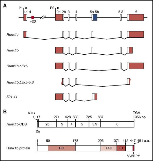 Figure 3. Runx1 locus and isoforms. (A) Schematic of the 224-kb mouse Runx1 locus, alternative splice forms, and the +23 enhancer (not to scale) reported in the literature.46,108,109,114,128,142,143 White boxes, coding sequence; red boxes, untranslated regions (UTRs); blue box, predicted coding +UTR. Figure 3A reprinted with minimal alteration from Bee et al46 with permission from Elsevier. (B) Schematic showing Runx1 protein domains relative to their coding exons.110 CDS, coding sequence; ID, inhibitory domain; RD, runt domain; TAD, transactivation domain.