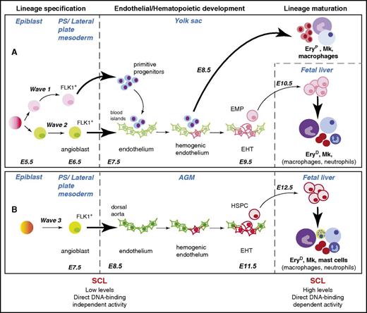 Figure 1. SCL is required for development of the 3 hematopoietic waves at specification and maturation stages. Specification, development, and maturation stages of hematopoietic waves 1, 2, and 3 during mouse development are depicted.6 A common origin for waves 1 and 2 in the early epiblast is shown, but this is still the subject of debate (see “SCL confers hematopoietic fate to mesodermal/endothelial precursor cells” and Box 2). The (A) YS and (B) aorta-gonad-mesonephros (AGM) waves are shown as independently specified, as established in Xenopus embryos through elegant lineage-tracing studies.7 However, the origin of the angioblasts giving rise to wave 3 is not yet established in higher vertebrates. The SCL-dependent cellular transitions are represented by bold arrows. The hematopoietic lineages described as dependent on SCL activity for terminal maturation in the fetal liver are in bold font. The main features of SCL’s activities in specification and maturation stages are summarized below the diagram. E5.5-E12.5, embryonic days E5.5-E12.5; EHT, endothelial-to-hematopoietic transition; EryD, definitive erythroid cells; EryP, primitive erythroid cells; Mk, megakaryocyte; PS, primitive streak.