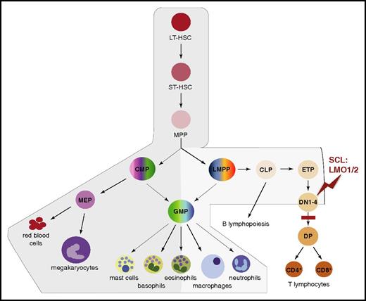 Figure 2. Scl mRNA domains of expression mark distinct branches of the hematopoietic tree. Schematic representation of the successive stages leading to hematopoietic differentiation from LT-HSCs to mature blood lineages.54 The branches exhibiting expression of Scl mRNA are shaded in gray, with darker gray representing higher expression levels. During T-cell differentiation, SCL is downregulated at the DN3 stage. The stage of T-cell development first sensitive to SCL:LMO1/2 ectopic expression (red zigzag) and the subsequent block in differentiation (red bar) in T-ALL mouse models are shown. In human patients, maturation arrest occurs at the late cortical DP CD3high stage (not shown).55 CLP, common lymphoid progenitor; CMP, common myeloid progenitor; DN1-4, CD4−CD8− double-negative populations, stages 1 to 4; DP, CD4+CD8+ double-positive population; ETP, early thymic progenitor; GMP, granulocyte/macrophage progenitor; LMPP, lymphoid/myeloid-primed progenitor; LT-HSC, long-term HSC; MEP, megakaryocytic/erythroid progenitor; MPP, multipotent progenitor; ST-HSC, short-term HSC.