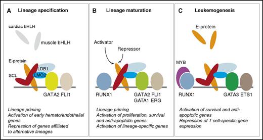 Figure 3. SCL-containing multiprotein complexes in hematopoiesis and leukemogenesis. The quaternary complex (SCL:E-protein:LMO2:LDB1) interacts with members of the GATA, ETS, and RUNX families throughout hematopoietic development and in leukemogenesis. The “kinked” SCL molecule represents a DNA-binding independent form of SCL. (A-C) The main functions of SCL in each compartment are summarized under each diagram, as detailed throughout the text.