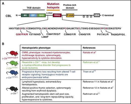 CBL mutations and currently published mouse models of mutant Cbl. (A) Protein domains of CBL with location of mutation hotspots in the linker and RING domain regions of the protein. In red are the recurrently mutated amino acid residues in myeloid neoplasms, with the Q367P mutation highlighted. (B) Published mouse models of Cbl mutations, including the newly described CblQ367P/Q367P model by Nakata et al.