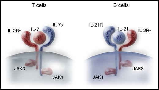 IL2RG and JAK3 are essential for T-cell development via the IL-7 receptor, and for B-cell maturation due to their function in the IL-21 receptor. Professional illustration by Somersault 18:24.