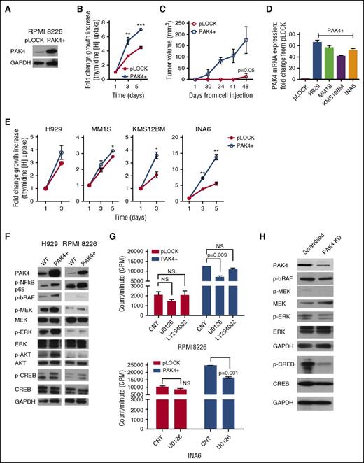 Figure 2. PAK4 triggers MEK/ERK pathway activation in MM cells. (A) WB analysis of PAK4 expression in RPMI 8226 cells overexpressing PAK4. (B) Effect of PAK4 overexpression in RPMI 8226 cells was evaluated over time by (3H)-thymidine uptake and presented as fold change increase compared with day 1. (C) In vivo evaluation of the effects of PAK4 overexpression on MM cells. Growth curve assesses tumor size after injection of an equal number of PAK4 overexpression or empty vector cells subcutaneously into the right posterior flank region of severe combined immunodeficiency mice. Data are shown as the mean values ± standard deviation. (D) PAK4 mRNA levels were evaluated in control and PAK4-overexpressing cells by qPCR analysis. Data are presented as fold change increase from corresponding control cells. (E) Effect of PAK4 overexpression in H929, MM1S, INA6, and KMS12BM MM cell lines was evaluated over time by (3H)-thymidine uptake and presented as fold change increase compared with day 1. (F) WBs showing inhibition of indicated signaling proteins in H929 and RPMI 8226 myeloma cells ectopically expressing PAK4, compared with respective control. GAPDH was used as loading control. One representative blot of 2 is shown. (G) Control and ectopically expressing PAK4 cells were treated with and without U0126 (10 µM) or LY29004 (10 µM) for 48 hours. Cell proliferation was assessed by (3H)-thymidine uptake and presented as count per minute (CPM). (H) MM1S cells transfected with inducible tetracycline-inducible pTRIPz-Turbo-RFP vector #23 or control were treated with 2.5 μg/mL doxycycline for 3 consecutive days. WB analysis was performed using indicated mAbs. *P < .05; **P < .005; ***P < .0005. CNT, control; NS, not significant; WT, wild type.