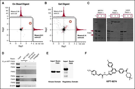 Figure 3. Discovery and characterization of PAMs. MS-751 cells were labeled with either heavy or light amino acids, lysed, and incubated with ×50 free KPT-7523 or DMSO, respectively, for 2 hours. The lysates were then incubated with KPT-7523 resin overnight. Samples were combined and washed, and then either digested on beads or run on sodium dodecyl sulfate–polyacrylamide gel electrophoresis (SDS-PAGE), separated by molecular weight ranges, and then digested. Proteins were quantified by mass spectroscopy and analyzed. Both the (A) on-bead digestion and (B) in-gel digestion revealed PAK4 (red circle) as the major target of KPT-7523, with minor targets identified as red dots. (C) Cell lysates from MS-751, HeLa, and U2OS cells were treated with ×50 free KPT-7523, free KPT-7523–polyethylene glycol, or DMSO for 2 hours. The lysates were then passed over KPT-7523 resin overnight at 4°C. The resin was washed with buffer and run on SDS-PAGE for WB with PAK4. PAK4 specifically bound to KPT-7523 resin in all 3 cell lines tested. (D) MDA-MB-231 cells were treated with either DMSO or 10 µM KPT-7523 for 48 hours and then collected by lysing. The lysates were incubated with either KPT-7523 resin, KPT-9101 resin (inactive compound), or untagged resin overnight at 4°C. Resin was washed and run on SDS-PAGE and probed for PAK1-6. KPT-7523 resin bound specifically to PAK4. KPT-9101 and untagged resin did not bind to PAK4. (E) PAK4 regulatory (1-290 aa) and kinase (291-591 aa) domains were produced and purified from E coli. The purified protein was incubated with KPT-7523 resin overnight, washed, and then run on SDS-PAGE. PAK4 antibody measured specific binding of PAK4 kinase domain to KPT-7523. (F) Structure of the clinical candidate KPT-9274.