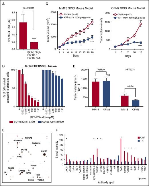 Figure 5. Targeting PAK4 by KPT-9274 induces significant cell death in FGFR3-expressing, t(4:14)-positive HMMCLs. (A) Public data from Jonathan Keats’ laboratory (keatslab.org) were used to evaluate the presence of cytogenetic abnormalities, FGFR3 mutations, and FGFR3 expression level in the 23 MM cell lines tested for KPT-9274 sensitivity. Two groups were established based on the presence versus absence of t(4;14), FGFR3 mutation, and high level of FGFR3 expression (superior to the median calculated in the 23 MMCL). Fourteen MMCL were at least positive for t(4;14), high FGFR3 expression, or presence of FGFR3 mutation, whereas 9 MMCL were negative for all. We next compared the KPT-9274 IC50 average between the 2 groups using an unpaired Student t test and observed that MMCL with high FGFR3 and/or FGFR3 mutation and/or t(4;14) were significantly more sensitive (P = .0324). (B) CD138-positive and -negative cells from a t(4;14) myeloma patient with FGFR3/IGH fusion were treated with different concentrations of KPT-9274 for 48 hours. Cell viability was assessed by CTG and presented as percent of viable cells compared with control. IC50 analysis was performed using GraphPad software. (C) Nude mice were subcutaneously inoculated with MM1S (left panel) or OPM2 (right panel) MM cell lines. Treatment started following detection of tumor (∼2 weeks from cell injection). Mice were treated with either 100 mg/kg of KPT-9274 or vehicle orally once per day, 5 d/wk. Tumors were measured in 2 perpendicular dimensions by caliper. (D) Comparison of tumor volume in control and treated mice at day 13 after initial assessment of tumor appearance and start of treatment in MM1S and OPM2 injected mice respectively. (E) A nitrocellulose filter arrayed with antibodies against 400 signal transduction proteins was blotted with lysates of RPMI 8226 cells transfected with GFP-tagged PAK4. The multiprotein complexes were detected by immunoblotting with a horseradish peroxidase–conjugated anti-GFP antibody and visualized by chemiluminescence. (F) Nitrocellulose filters immobilized with 24 antibodies were incubated with whole cell lysates from cells untreated or treated with KPT-9274. Data are presented as signal intensity. TR, treated.