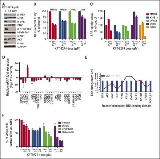 Figure 7. MEK/ERK pathway deregulation mediates KPT-9274–induced MM cell death. (A) Whole cell lysates from OPM2 cells treated with several concentrations of KPT-9274 for 48 hours were subjected to WB analysis and probed with indicated antibodies. (B) MM1S, KMS11, OPM2, and U266 cells were electroporated with control or NF-κB luciferase reporter plasmid and pRL-TK to normalize for different transfection efficiencies; following electroporation, cells were treated with vehicle or 2 doses of KPT-9274. Forty-eight hours later, luminescence was measured using the Dual Luciferase assay kit and the Glo-Max microplate luminometer. Results are expressed as percentage of Firefly/Renilla ratio of control-transfected cells. (C) H929, KMS11, and U266 cells were electroporated with control or serum response element (SRE) reporter vector. Dual Luciferase assay was performed after 48 hours of incubation with or without KPT-9274. Results are expressed as percentage of Firefly/Renilla ratio of control-transfected cells. (D) Relative mRNA expression of differentially expressed genes after KPT-9274 treatment in OPM2 and KMS11 cell lines compared with untreated cells. (E) Nuclear extracts from KPT-9274–treated OPM2 cells were analyzed for transcription factor activation using a transcription factor profiling array. Relative fold changes from control are plotted. (F) OPM2 cells were treated with different concentrations of KPT-9274 in combination with either U0126 (10 µM) or LY29004 (10 µM) or Rapamycin (10 µM) for 48 hours. Cell viability was assessed by CTG uptake and presented as percent compared with control cells.