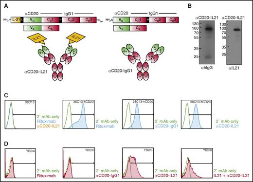 Figure 1. Design, characterization, and binding studies of the αCD20-IL-21 fusokine. (A) Expression cassette and structure of αCD20-IL-21 fusokine (left) and αCD20-IgG1 parent Ab control (right). (B) Immunoblotting of purified fractions of αCD20-IL-21 fusokine under reducing condition using αhIgG and αIL-21 Abs. (C and D) Flow cytometric analysis of binding of indicated Abs with CD20 or IL-21R expressed on 38C13-hCD20 and YB2/0 cells, respectively. Anti-hIgG-FITC was used as secondary (2°) mAb to detect cell bound Abs. CH1, CH2, CH3, constant region of human γ1 heavy chain; H, hinge region; L, 15-amino acid linker (SGGGG)3; V, variable region of αCD20.