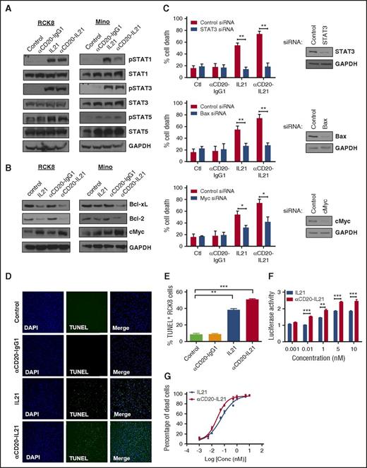 Figure 3. Analysis of bioactivity and mechanisms of direct apoptosis of αCD20-IL-21 fusokine. For A and B, cells were treated with αCD20-IL-21 (1 µg/mL) or equimolar doses of IL-21 or αCD20-IgG1 and immunoblotted with indicated Abs. (C) RCK8 cells were first transfected with siRNA targeting STAT3, Bax, cMyc, or control siRNA, followed by treatment with αCD20-IL-21 (1 µg/mL) or equimolar doses of IL-21 or αCD20-IgG1 at 24 hours after transfection. Percentage of cell death was determined by YO-PRO/PI staining at 72 hours posttreatment, using flow cytometry. Immunoblotting was carried out at 24 hours posttransfection to confirm proteins knockdown. (D) RCK8 cells treated with αCD20-IL-21 (1 µg/mL) or equimolar doses of IL-21 or αCD20-IgG1 were subjected to TUNEL assay via immunofluorescence or (E) flow cytometry. Blue represents DAPI staining and green TUNEL staining; magnification, 20×. TUNEL positivity is indicative of fragmented DNA, a characteristic of apoptotic cells. (F) RCK8 cells were cotransfected with STAT3 luciferase reporter plasmid (pLucTKS3) and internal control plasmid (pRL-TK). At 24 hours posttransfection, cells were exposed to αCD20-IL-21 fusokine or IL-21 for 48 hours, followed by dual luciferase measurements using luminometer. Data represents the luciferase activity normalized to pRL-TK signal. (G) RCK8 cells exposed to αCD20-IL-21 fusokine or IL-21 were stained with YO-PRO-1/PI to measure cell death. EC50 curves were derived by plotting percentage of dead cells, using Prism software. Data are mean ± SD. *P < .05; **P < .01; ***P < .001.