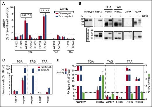 Figure 2. Evaluation of drug-induced readthrough over F9 nonsense mutations. (A) FIX activity levels in medium from cells expressing the rFIX nonsense variants upon treatment with G418, evaluated by chromogenic (red bars) and aPTT-based (blue bars) assays. Numbers above the bars report the activity/antigen ratio of the most responsive variants. Nonsense variants are indicated by amino acid numbering and grouped according to the 3 nonsense triplets (theoretical readthrough susceptibility, TGA≥TAG>TAA). The dotted line represents the selected threshold of 2%. The activity in medium from untreated cells was undetectable for all variants and the undetectable activity after treatment is indicated by asterisks. (B) Western blotting analysis on secreted (top) and intracellular (bottom) rFIX proteins transiently expressed from HEK293 cells untreated (−) or treated (+) with G418. The W240X(TGAC) and R384X stop codons, producing the highest rescue, are compared with PTCs displaying barely detectable (W240X and Y330X) or undetectable (L103X) readthrough. For the W240X PTCs, both nonsense triplets are indicated. The images are representative of at least 3 independent experiments. (C) Secreted full-length (red bars) and total (blue bars) rFIX levels after G418 treatment. Full-length rFIX levels were calculated by densitometric analysis of western blots shown in (B) and total antigen by ELISA. (D) Antigen (red bars), pro-coagulant activity (blue bars) levels, and activity/antigen ratio (specific activity, light green bars) of the most probable rFIX missense variants arising from misrecognition of TGA (R384W), TAG (W240Y), and TAA (L103Y/L103Q and Y330Q) stop codons. Readthrough over the W240X(TGAC) PTC is predicted to reintroduce the authentic amino acid (tryptophan, *W240W; Figure 1B). The dashed-line indicates the specific activity of WT rFIX. Results in (A,C-D) are reported as mean ± standard deviation from at least 3 independent experiments. Ag, antigen; M, molecular weight marker; n.d., not detectable.