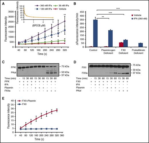 Figure 1. PKal is activated by tPA in human plasma. (A) Concentration-response curves of tPA in human plasma. Purified human tPA (0-360 nM) was incubated in human plasma for 10 minutes at room temperature. Kallikrein-like activity was determined by measuring changes in fluorescence at 410 nm because of hydrolysis of D-Pro-Phe-Arg-7-Amino-4-Trifluoromethylcoumarin. Data are expressed as fluorescence intensity and represent mean ± SEM of 3 independent experiments. **P < .01 vs vehicle. Insert: Dose response of inhibition of kallikrein-like activity by BPCCB (0.1-3 μM; n = 3 independent experiments). (B) Effects of tPA on kallikrein-like activity in normal, plasminogen-, FXII-, or prekallikrein-deficient plasma. Data are expressed as ∆ fluorescence intensity per minute and represent mean ± SEM of 3 independent experiments. **P < .01; ***P < .001. (C) Time course of PKal production by FXIIa. Purified human PPK (0.4 μM) was incubated with 0.5 μM purified human tPA or 0.5 μM purified human plasmin or 0.5 μM purified human FXIIa for time course. Analysis of the incubation mixture by western blot demonstrates PPK cleavage by FXIIa. (D) Time course of FXIIa production by plasmin and PKal. Purified human FXII (0.37 μM) was incubated with 0.5 μM purified human tPA or 0.5 μM purified human plasmin or 0.5 μM purified human PKal for time course. Analysis of the incubation mixture by western blot demonstrates FXII cleavage by plasmin and PKal. (E) Time course of FXIIa activity. Data are expressed as fluorescence intensity and represent mean ± SEM of 3 independent experiments.