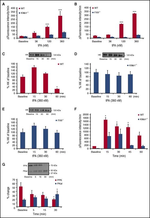 Figure 2. Effects of tPA on PKal activity in mouse plasma. (A) Concentration-response curves of tPA in WT and Klkb1−/− mice plasma. Purified human tPA (0-360 nM) was incubated in mouse plasma in vitro for 10 minutes at room temperature. Kallikrein-like activity was measured as fluorescence at 410 nm because of hydrolysis of D-Pro-Phe-Arg-7-Amino-4-Trifluoromethylcoumarin. Data are expressed as ∆ fluorescence intensity per minute and represent mean ± SEM of 3 independent experiments. ***P < .001 vs baseline. (B) Concentration-response curves of tPA in WT and FXII−/− mice plasma. Purified human tPA (0-360 nM) was incubated in mouse plasma in vitro for 10 minutes at room temperature. Data are expressed as ∆ fluorescence intensity per minute and represent mean + SEM of 3 independent experiments. ***P < .001 vs baseline. (C) Bar graph displays the time course of HK in WT mouse plasma incubated with tPA (360 nM). Representative western blot image is shown on top of the bar graph. Data are presented as mean ± SEM, n = 4. *P < .05 vs baseline. (D) Bar graph displays the time course of HK in Klkb1−/− mouse plasma incubated with tPA (360 nM). Representative western blot image is shown on top of the bar graph. Data are presented as mean ± SEM, n = 4. (E) Bar graph displays the time course of HK in FXII−/− mouse plasma incubated with tPA (360 nM). Representative western blot image is shown on top of the bar graph. Data are presented as mean ± SEM, n = 4. (F) Time-response of PPK activation in mouse plasma after tPA injection. Mice were treated intravenously with tPA (10 mg/kg) and blood collected at 15, 30, 45, and 60 minutes after injection. Data are expressed as ∆ fluorescence intensity per minute and represent mean ± SEM of 4 independent experiments. *P < .05 vs baseline. (G) Bar graph displays the time course of PKal generation after tPA injection. Representative western blot image is shown on top of the bar graph. Data are presented as mean ± SEM, n = 4. *P < .05 vs baseline.