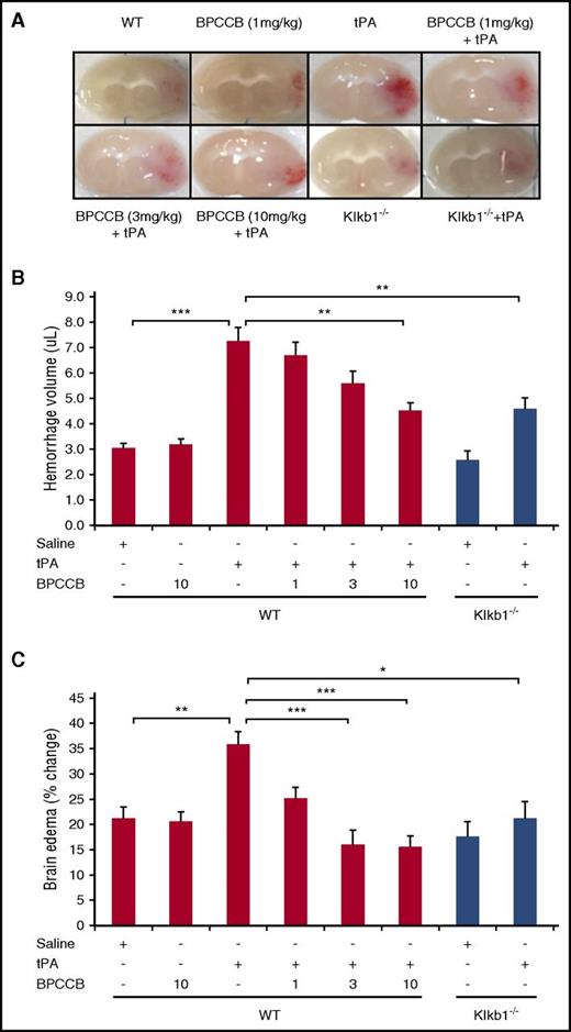 Figure 3. Effect of PKal on tPA-mediated intracerebral hemorrhage transformation after ischemic stroke in mice. (A) Representative coronal sections of brain mice at 24 hours after stroke. Red color indicate hemoglobin associated with hemorrhage transformation within the ischemic area in mice treated with tPA and the decreased hemorrhage associated with PKal inhibition on tPA-induced postischemic brain. At 2 hours after stroke onset, mice received tPA (10 mg/kg) either alone of following a 15 minutes pretreatment with BPCCB (1, 3, 10 mg/kg) or saline vehicle. Klkb1−/− mice were treated intravenously with saline or tPA (10 mg/kg). (B) Volumes of intracerebral hemorrhage were quantified with hemoglobin assay at 24 hours after stroke. Data are presented as mean ± SEM, n = 6-8. **P < .01; ***P < .001. (C) Quantitative analysis of brain edema at 24 hours after ischemic stroke. Data are presented as mean ± SEM, n = 7-8. *P < .05; **P < .01; ***P < .001. Numbers in x-axis labels for panels B and C indicate concentrations of BPCCB in milligrams per kilogram.