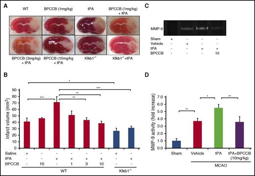 Figure 4. PKal inhibition reduces tPA-induced increases in infarct volume and MMP-9 activation after stroke. (A) Representative coronal sections of 2,3,5-triphenyltetrazolium chloride–stained brain sections of mice at 24 hours after ischemic stroke. At 2 hours after stroke onset, mice received tPA (10 mg/kg) either alone of following a 15 minutes pretreatment with BPCCB (1, 3, 10 mg/kg) or saline vehicle. Klkb1−/− mice were treated intravenously with saline or tPA (10 mg/kg). Ischemic infarctions (white color area) were detected in all groups; however, tPA alone showed a remarkably ischemic volume. (B) Quantitative analysis of infarct volume at 24 hours after ischemic stroke. *P < .05; **P < .01; ***P < .001. Data are presented as mean ± SEM, n = 5-8. Numbers in x-axis labels for panel B indicate concentrations of BPCCB in mg/kg. (C) Coadministration of PKal inhibitor BPCCB with tPA decreases MMP-9 activation in brain after stroke. Representative zymographic analysis of brain extracts from sham and stroke mice treated with vehicle, tPA (10 mg/kg), or BPCCB (10 mg/kg) after MCAO and analyzed at 24 hours after stroke. (D) Quantitative determination of zymographic gels for each treatment. Data are presented as mean ± SEM, n = 5. *P < .05; **P < .01.