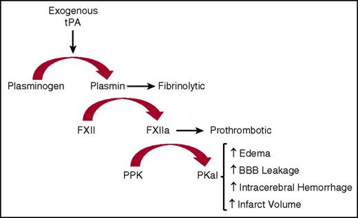 Figure 7. Schematic diagram illustrating the actions of exogenous tPA on KKS after stroke. Exogenous tPA activates plasminogen to plasmin that then activates FXII to FXIIa. Formed FXIIa activates PPK to PKal. Formed PKal contributes to stroke progression by increasing edema, intracerebral hemorrhage, BBB leakage, and infarct volume.