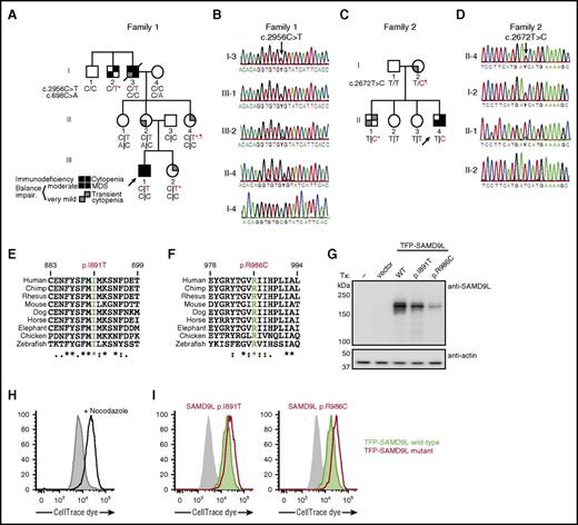 Figure 2. Heterozygous SAMD9L gain-of-function mutations associated with cytopenia, susceptibility to MDS with chromosome 7 aberrations, immunodeficiency, and ataxia. (A) Pedigree of family 1. Segregation of the SAMD9L c.2956C>T mutation and the rare SAMD9L c.698C>A variant is shown. Filled quadrants depict the clinical manifestations, as illustrated in the legend. Individuals with somatic in vivo reversion are indicated by asterisk (*) showing UPD(7q), or paragraph symbol (¶) showing second-site mutation. Genotypes are indicated with a vertical line (|) or forward slash (/), depending on whether phase information is known or unknown, respectively. (B) Sanger traces from family 1 for the SAMD9L c.2956C>T mutation (arrow). Individuals I-3, III-1, III-2, II-4, I-4 are shown. (C) Pedigree of family 2. Segregation of the SAMD9L c.2672T>C mutation is shown. Individuals with somatic in vivo reversion are indicated by asterisk (*) showing UPD(7q), or paragraph symbol (¶), showing second-site mutation. (D) Sanger traces from family 2 for the c.2672T>C mutation (arrow). Individuals II-4, I-2, II-1, and II-2 are shown. (E-F) Multispecies evolutionary conservation of the amino acid residues (E) Ile891 and (F) Arg986 mutated in family 2 and family 1, respectively. The sequence alignment was performed with Clustal Omega (http://www.ebi.ac.uk/Tools/msa/clustalo/). The asterisk (*) indicates positions which have a single, fully conserved residue; the colon (:) and period (.) indicate conservation between groups of strongly similar properties, scoring >0.5 in the Gonnet PAM 250 matrix and ≤0.5 in the Gonnet PAM 250 matrix, respectively. (G-I) 293FT cells were transiently transfected (Tx) with TFP-SAMD9L wild-type (WT) or patient-derived mutants, as indicated. (G) Western blots of recombinant SAMD9L variant expression, as indicated. (H-I) Cell proliferation in 293FT cells assessed by dye dilution assays. CellTrace (Thermo Fisher Scientific) dye-labeled 293FT cells were transfected with TFP or the TFP-SAMDL variants indicated, cultured for 72 hours, and analyzed by flow cytometry. (H) Effect of proliferation/microtube inhibitor nocodazole (10 µg/mL) on 293FT cell proliferation. (I) Dye dilution assays in TFP-SAMD9L–transfected 293FT cells. Dye levels were monitored in TFP− cells (filled gray histograms) and compared with cells expressing uniformly intermediate levels of TFP-SAMD9L variants, as indicated. (G-I) Single, representative experiments of 5 experiments are shown. Impair, impairment.