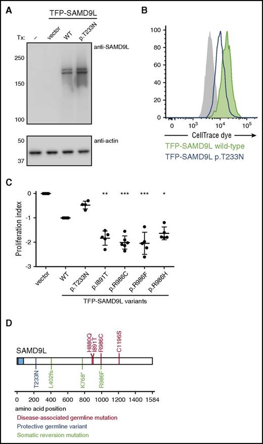 Figure 5. Functional evaluation of disease-modifying and somatic reversion SAMD9L variants. (A-C) 293FT cells were transiently transfected (Tx) with TFP-SAMD9L wild-type (WT) or potentially disease-modifying p.Thr233Asn variant, as indicated. (A) Western blots of recombinant SAMD9L variant expression, as indicated. (B) Cell proliferation in 293FT cells assessed by dye dilution assays of TFP-SAMD9L–transfected 293FT cells. Dye levels were monitored in TFP− cells (filled gray histograms) and compared with cells expressing uniformly intermediate levels of TFP-SAMD9L variants, as indicated. A single representative experiment is shown. (C) Cumulative data from independent experiments on growth inhibition associated with specific TFP-SAMD9L variants, as indicated. According to the index, 0 denotes growth of vector-transfected cells, whereas −1 approximates TFP-SAMD9L wild-type transfected cells. Significance was determined by 1-way analysis of variance (*P < .05; **P < .005; ***P < .0005. (D) Overview of SAMD9L structure, including SAM domain (blue). Positions of identified disease-associated germ line SAMD9L gain-of-function mutations (red), germ line loss-of-function variants (blue), and somatic reversion mutations (green) are indicated. Disease-associated germ line SAMD9L mutations reported by Chen and colleagues38 are included (red).