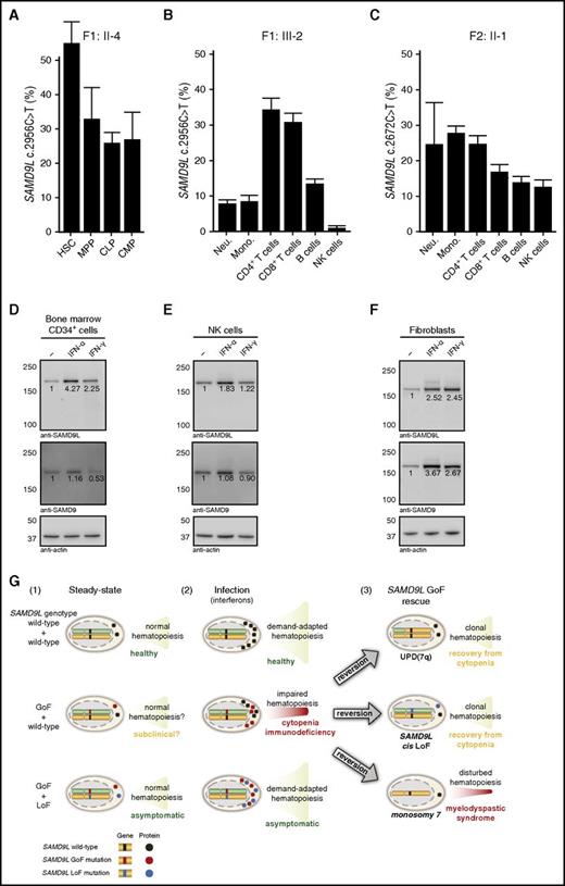 Figure 6. Frequency of SAMD9L mutation in hematopoietic stem, progenitor, and differentiated cell populations and interferon-stimulated expression of SAMDL. (A) Quantification of the frequency of the SAMD9L c.2956C>T in distinct bone marrow–derived HSPC populations from F1:II-2, as indicated. (B-C) Quantification of the frequency of the SAMD9L (B) c.2956C>T and (C) c.2672T>C mutations in specific peripheral blood–derived immune cell populations from F1:III-2 and F2:II-1, respectively, as indicated. For each sample, values represent the mean of at least 2 chips. Error bars denote 95% confidence levels. (D-F) Evaluation of SAMD9L and SAMD9 expression in (D) bone marrow-derived CD34+ HSPCs, (E) peripheral blood–derived NK cells, and (F) fibroblasts stimulated with interferon (IFN)-α or IFN-γ, as indicated. (G) Hypothetical model of the pathophysiology of germ line SAMD9L gain-of-function (GoF) mutations in relation to HSPC proliferation and differentiation. Healthy individuals, with 2 wild-type SAMD9L copies (top panel), have (1) normal, steady-state hematopoiesis, and (2) increased cellular output upon infection-induced, demand-adapted hematopoiesis. In contrast, carriers of heterozygous SAMD9L GoF mutations (middle panel) may (1) display grossly normal (and perhaps subclinical) hematopoiesis for some time, but (2) experience cytopenias and immunodeficiency upon infection early in life. In this setting, interferons can promote SAMD9L expression, with SAMD9L GoF mutants acting as potent suppressors of cell proliferation, dramatically impairing hematopoiesis and immunity. The ensuing hematopoietic crisis can facilitate (3) selection and expansion of revertant mutants, by UPD(7q), SAMD9L loss-of-function (LoF) mutations in cis, or monosomy 7. Whereas UPD(7q) and in cis SAMD9L LoF mutations can support clonal hematopoiesis and recovery from cytopenia, monosomy 7 is associated with development of MDS. Finally, carriers of combined SAMD9L GoF mutation and rare LoF variants in trans (bottom panel) are asymptomatic, suggesting they have normal (1) steady-state and (2) demand-adapted hematopoiesis. As such, pathogenic effects of SAMD9L GoF mutations may be balanced by SAMD9L LoF mutations. Mono, monocyte; Neu, neutrophil.