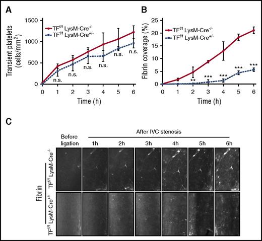 Figure 5. Fibrin formation is dependent on TF expression by myeloid cells. Transient platelets (A) and fibrin formation (B) were compared between myeloid cell-specific TF-deficient mice (TFf/f LysM-Cre+/−) with controls (TFf/f LysM-Cre−/−) following IVC stenosis over 6 hours (C) (n = 3; 3-4 visual fields per mouse; mean ± SD). Scale bar: 100 μm. Consecutive measurements were evaluated by 2-way ANOVA followed by Bonferroni posttest. **P < .01; ***P < .001. h, hour; n.s., not significant.