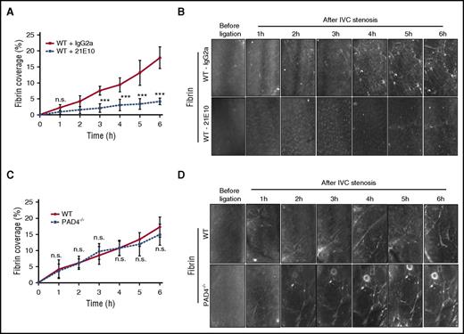 Figure 6. Fibrin formation is dependent on TF and independent of NET formation. (A) Fibrin staining in TF antibody (21E10) or isotype control (IgG2a)-treated mice following IVC stenosis over 6 hours. (B) Quantification of fibrin deposition (n = 5-6; 3-4 visual fields per mouse; mean ± SD). Scale bar: 100 μm. Consecutive measurements were evaluated by 2-way ANOVA followed by Bonferroni posttests. ***P < .001. (C) Fibrin formation in the stenosed IVC of PAD4−/− mice and WT mice over 6 hours. (D) Quantification of fibrin deposition. Scale bar: 100 μm (n = 5-6; 3-4 visual fields per mouse; mean ± SD). Consecutive measurements were evaluated by 2-way ANOVA followed by Bonferroni posttests. h, hour; NET, neutrophil extracellular trap; n.s., not significant.