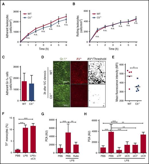 Figure 7. C5 is required for leukocyte PS exposure in the flow-restricted IVC. Adhesion (A) and rolling (B) of leukocytes were investigated in C5−/− mice and WT controls under IVC stenosis condition over 6 hours (n = 5-6; 3-4 visual fields per mouse; mean ± SD). Scale bar: 100 μm. Consecutive measurements were evaluated by 2-way ANOVA followed by Bonferroni posttests. (C) Quantification of adherent Gr-1+ cells 3 hours after IVC ligation. (D) PS exposure was measured in C5−/− mice and WT controls 3 hours after flow restriction of the IVC. Fluorescence labeled Gr-1+ to stain myeloid cells (green) and Annexin V (AV) to identify PS+ cells (red) were injected prior to imaging. (E) Quantification of AV staining in C5−/− mice and WT controls. Two to 3 visual fields per mouse were analyzed with fixed threshold, and relative fluorescence of WT is shown as mean ± SD and analyzed by Mann-Whitney U test. *P < .05. (F) Citrated whole blood was stimulated with LPS for 4 hours in the presence and absence of anti-C5 antibody, and TF cell-surface expression was measured on CD14+ monocytes. Data were expressed as mean ± SD; n = 3. Data were analyzed by 1-way ANOVA followed by Bonferroni posttests. ***P < .001. (G-H) Citrated whole blood was stimulated with LPS in the presence of 100 μM rutin (G), anti-C5, C7, or C9 antibody (H) for 4 hours, and the PCA was measured in cell-free plasma. Anti-TF was added to the clotting assay to demonstrate induction of TF activity in plasma from LPS-stimulated blood. Data were expressed as mean ± SD; n = 3 to 6. Data were analyzed by 1-way ANOVA followed by Bonferroni posttests. **P < .01; ***P < .001. MFI, mean fluorescence intensity; n.s., not significant; PBS, phosphate-buffered saline.