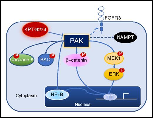 Selected PAK substrates in transformed cells. Dashed arrows indicate novel PAK4 substrates (FGFR3 signaling and NAMPT) reported by Fulciniti et al in myeloma cell lines. P, phosphoryl-; TF, transcription factor.