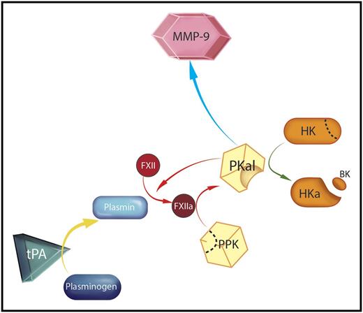 Mechanism for tPA-mediated activation of plasma prekallikrein (PPK). A therapeutic dose of tPA converts plasminogen in plasma to plasmin (yellow arrow) in a suitably high concentration to facilitate generation of the protease factor XIIa (FXIIa) from its precursor FXII. FXIIa then initiates reciprocal activation of PPK to PKal, as indicated by the red arrows. PKal may contribute to the adverse side effects associated with tPA therapy through several mechanisms, including cleavage of high molecular weight kininogen (HK) to cleaved kininogen (HKa), liberating bradykinin (BK, green arrow), activation of the matrix metaloproteinase-9 (MMP-9) system (blue arrow), and sustained FXII activation. Professional illustration by Somersault18:24.