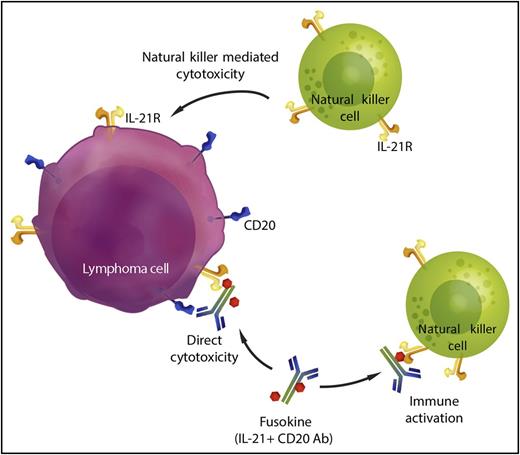 Anti-CD20-IL-21 fusokine. IL-21 conjugated to an anti-CD20 antibody provides 2 additional mechanisms of cytotoxicity. The fusokine binds to CD20+ lymphoma cells and IL-21 signaling has a direct cytotoxic effect on the lymphoma cells. IL-21 also activates intratumoral natural killer (NK) cells and promotes lymphoma-directed cytotoxicity by effector cells. Professional illustration by Somersault18:24.