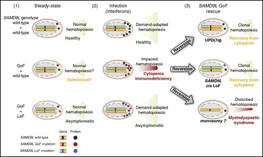 Hypothetical model of the pathophysiology of germ line SAMD9L GoF mutations in relation to hematopoietic stem and progenitor cell proliferation and differentiation. Healthy individuals, with 2 wild-type SAMD9L copies (top row), have (1) normal, steady-state hematopoiesis and (2) increased cellular output upon infection-induced, demand-adapted hematopoiesis. In contrast, carriers of heterozygous SAMD9L GoF mutations (middle row) may (1) display grossly normal (subclinical?) hematopoiesis for some time, but (2) experience cytopenias and immunodeficiency upon infections early in life. In this setting, interferons can promote SAMD9L expression, with SAMD9L GoF mutants acting as potent suppressors of cell proliferation, dramatically impairing hematopoiesis and immunity. The ensuing hematopoietic crisis can facilitate (3) selection and expansion of revertant mutants, by uniparental disomy (UPD) of 7q, SAMD9L loss-of-function (LoF) mutations in cis, or monosomy 7. Whereas UPD(7q) and in cis SAMD9L, LoF mutations can support clonal hematopoiesis and recovery from cytopenia, monosomy 7 is associated with development of myelodysplastic syndrome. Finally, carriers of combined SAMD9L GoF mutation and rare LoF variants in trans (bottom row) are asymptomatic, suggesting they have normal (1) steady-state and (2) demand-adapted hematopoiesis. As such, pathogenic effects of SAMD9L GoF mutations may be balanced by SAMD9L LoF mutations.
