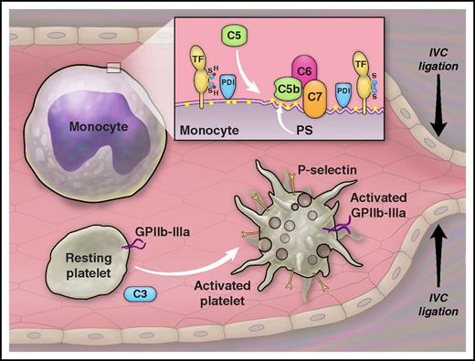 Complement proteins participate in venous thrombosis after ligation of the IVC. C3 has a role in activation of platelets. C5 has a role in activation of TF on leukocytes. The effect of C5 on TF activation depends on the assembly of C5b-7, expression of phosphatidylserine (PS), and activity of protein disulfide isomerase (PDI) on the cell membrane. Illustration by The University of Texas MD Anderson Cancer Center.