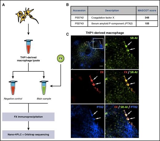 Figure 2. Identification of PTX2 as a potential partner for FX. THP1-derived macrophage lysate was incubated with (main sample) or without (control) FX for 1 hour. FX was immunoprecipitated, and the collected material was analyzed for identification of potential FX partners using nano-HPLC separation and Orbitrap sequencing of the different peptides (A). Data were processed through the MASCOT algorithm to identify peptides and corresponding proteins. Positive candidates were proteins not detected in the control sample and detected in the FX-incubated sample with a MASCOT detection score >100 in 2 different experiments (B). (C) THP1-derived macrophages were immunostained for FX (red), PTX2 (blue), and SR-AI (green), and representative images were acquired in confocal microscopy. Arrows indicate area of triple colocalization. Bar represents 10 µm; objective 63×, z-depth 1 µm.