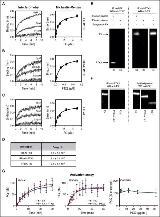 Figure 4. Molecular interactions between FX, SR-AI, and PTX2. Representative BLI graphs (Octet) of molecular binding between FX, SR-AI, and PTX2. Ten micrograms per milliliter of recombinant SR-AI (A-B) or purified PTX2 (C) were coated on the biosensor, and association with increasing concentrations (0.1 to 5 µM) of FX (A,C) or increasing concentrations (0.05 to 1 µM) of purified PTX2 (B) were measured over an association phase of 600 seconds. Results are expressed as the wavelength shift (in nm) generated by the binding of the different molecules. Apparent KD values were calculated using the Michaelis-Menten equation (D). (E) Coimmunoprecipations of FX and PTX2 were performed in normal human plasma (lanes 1 and 3) and FX-deficient plasma (lanes 2, 4, and 5) supplemented or not with 10 µg/mL of FX (lane 5). Immunoprecipitates were analyzed by western blot using anti-FX and anti-PTX2 antibodies. (F) Coimmunoprecipitations of PTX2 were performed in FX-deficient plasma supplemented with 10 µg/mL of FX, FX_N181A mutant, or activated FXa. Immunoprecipitates or purified proteins (10 ng per lane) were analyzed with an anti-FX antibody by western blot. (G) FX (100 nM) preassociated (blue circles) or not (red circles) with 1 µM of PTX2 was incubated with Russel’s Viper Venom X (RVV-X) enzyme (left panel) or tissue factor/FVIIa (TF/FVIIa) and phospholipids (middle panel). Kinetic conversion of FX into FXa was monitored during a 30-minute (RVV-X) or 60-minute (TF/FVIIa) time course. Right panel represents effect of different PTX2 concentrations (0-52.5 μg/mL) on FX activation by the FIXa/FVIIIa complex in the presence of phospholipid vesicles. Concentrations were 42 nM FX, 20 pM FIXa, and 5 pM thrombin-activated FVIII, and FXa generation was allowed for 5 minutes. Graphs represent the mean ± SD of 3 different experiments.