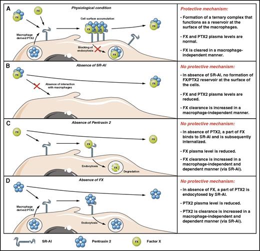 Figure 7. Schematic model of FX regulation by SR-AI and PTX2. (A) Under physiological conditions, part of FX circulates in association with PTX2 as a macromolecular complex. Upon binding to SR-AI at the surface of macrophages, the presence of PTX2 prevents receptor-mediated endocytosis, which results in the protective mechanism that maintains elevated plasma levels of FX. FX that arrives alone at the macrophage surface forms a complex with macrophage-produced PTX2. (B) In the absence of SR-AI, the protective interaction with the macrophages is abolished, which ultimately leads to increased clearance of FX, associated with reduced circulating levels of both FX and PTX2. (C) In the absence of PTX2, FX is no longer protected against SR-AI–mediated endocytosis. Again, the absence of the protective interaction is associated with increased FX clearance (its regular clearance pathway and also in an SR-AI–mediated fashion by macrophages), resulting in reduced plasma concentrations. (D) In the absence of FX, PTX2 is no longer protected against SR-AI–mediated endocytosis. Again, the absence of the protective interaction is probably with increased PTX2 clearance (via its regular clearance pathway and also in an SR-AI–mediated fashion by macrophages), resulting in reduced plasma concentrations.