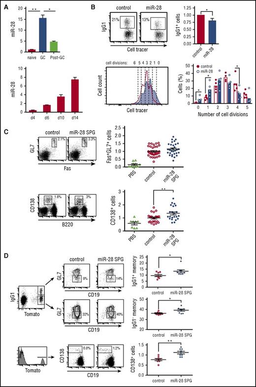 Figure 1. miR-28 regulates the GC reaction. (A) miR-28 expression was assessed by qRT-PCR in naïve B cells (CD19+GL7−IgA−), GC B cells (CD19+GL7+), and switched B cells (post-GC, CD19+GL7−IgA+) from Peyer’s patches (top) (n = 2) and in spleen GC B cells (CD19+Fas+GL7+) on the indicated days after immunization of C57/BL mice with sheep red blood cells (bottom) (n = 2) (gating strategy is shown in supplemental Figure 1A-B). (B) Spleen B cells were labeled with violet cell tracer, stimulated with lipopolysaccharide and IL-4, and transduced with control or pre-miR-28–containing retroviral constructs. CSR to IgG1 was assessed by FACS analysis of GFP+ cells 3 days after transduction. Left, representative FACS plot; right, quantification (n = 5). Lower panels: number of cell divisions was quantified with cell tracer by FACS analysis 3 days after transduction. Left, representative histogram (open line, control-transduced cells; shaded histogram, miR-28–transduced cells). Number of cell divisions is indicated. Right, quantification (n = 5). (C-D) Mouse chimeras transplanted with bone marrow cells transduced with miR-28 SPG or empty vector were analyzed by FACS 10 to 14 days after immunization. (C) Left, representative plots of GC (top) and plasma (bottom) cells; right, quantifications after normalization to the mean of control mice in each individual experiment. Phosphate-buffered saline (PBS): nonimmunized chimeric mice. Analyses were performed gating on CD45.1+ GFP+ cells. Data are from 6 (GC) and 4 (plasma cell) independent transplantation and immunization experiments. (D) miR-28 SPG or empty vector chimeras were generated using bone marrow cells from R26-Tomatoki/+; AIDCreki/+ mice to track GC-experienced cells. Left, representative plots of Tomato+IgG1+ and Tomato+IgG1− memory and Tomato+ CD138+ plasma B cells are shown; right, quantifications. Analyses were performed gating on Tmt+ GFP+ cells. Data are from 2 independent transplantation and immunization experiments. Each symbol (C-D) represents an individual mouse. *P < .05, **P < .01, unpaired Student t test (A-D).