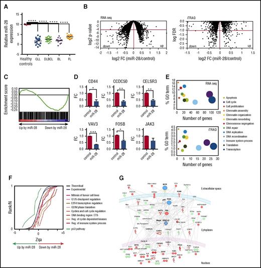 Figure 2. Identification of miR-28 targets in lymphoma B cells. (A) miR-28 microarray expression data (GSE29493) in cohorts of patients with CLL (18 samples), DLBCL (29 samples), BL (12 samples), and follicular lymphoma (FL, 23 samples). Controls were human GC B cells (CD10+ CD19+) extracted from tonsils of healthy donors. Adjusted P values were calculated with the Benjamini and Hochberg method (****FDR <10−4). (B) Ramos BL cells were transduced with scramble or miR-28 vectors, induced with Dox, and flow cytometry isolated RFP+ cells were analyzed by RNA-Seq and iTRAQ for differential transcriptome and proteome characterization, respectively. Plots are volcano representations of transcriptomic and proteomic changes in Ramos cells upon miR-28 reexpression. Dots represent mean fold change (miR-28 Ramos cells/control Ramos cells) at the level of transcripts (RNA-Seq; 6 replicates) or proteins (iTRAQ; 4 replicates) (x-axes) against the statistical significance of the change (y-axes), both in 2-base logarithmic scale. Changes were considered significant at cutoffs of P < .05 (RNA-Seq) or FDR <10% (P < .0038) (iTRAQ) (dots below red lines). (C) Gene set enrichment analysis of predicted miR-28 targets vs transcriptome analysis of miR-28–expressing BL cells (NES = −1.42; P = .004; q = 0.001). (D) qRT-PCR validation of miR-28–mediated transcript downregulation of 6 representative genes found to be significantly downregulated in the RNA-Seq analysis (*P < .05, unpaired Student t test). (E) miR-28–altered transcripts (top) and proteins (bottom) were annotated with functional gene ontology (GO) categories. The x-axes plot the number of miR-28–altered transcripts or proteins within each GO category; y-axes plot the proportion of miR-28–altered transcripts or proteins within each GO category. Circled area represents the relative contribution of each GO category to the total number of miR-28–altered transcripts or proteins. (F) The graph shows the cumulative distributions of the standardized variable at the protein level (Zqa) plotted separately for each miR-28–altered category in the iTRAQ proteomic analysis. (G) Ingenuity pathway analysis of the proteins differentially expressed upon miR-28 expression in BL cells (BCR signaling pathway enrichment, P = 10−46). Upregulated proteins are depicted in green, downregulated in red, and nodes in blue.