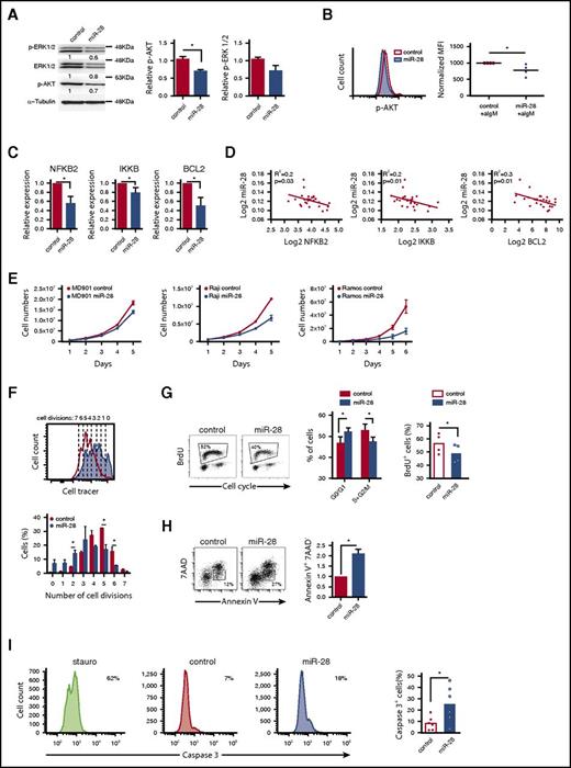 Figure 3. miR-28 regulates proliferation and cell death in lymphoma B cells by dampening the BCR signaling pathway. (A) Extracts of RFP+ Ramos BL cells, transduced with control or pre-miR-28–containing retroviral constructs, were immunoblotted with antibodies to phospho-ERK1/2 (T202/Y204), ERK1/2, and phospho-AKT (S473). Numbers beneath the bands show protein quantification after normalization to the α-tubulin loading control signal. Bar graphs on the right show data from 2 independent experiments. (B) AKT phosphorylation was measured by flow cytometry after anti-IgM stimulation of RFP+ Ramos cells expressing miR-28 (blue shaded histogram) or scramble RNA (red open histogram). The panel shows representative flow cytometry plots (top) and quantification of 4 independent experiments after normalization to controls (bottom). MFI, mean fluorescence intensity. *P < .05, unpaired Student t test. (C) qRT-PCR of Bcl-2, NFKB2, and IKKB in miR-28 vs control Ramos RFP+ BL cells (n = 3). (D) Graphs show miR-28 expression plotted against transcript levels of NFKB2, IKKB, and BCL2 in human primary ABC-DLBCL lymphoma cohorts (data extracted from Iqbal et al26). R2 and P values are shown. (E) The MD-901 ABC-DLBCL cell line and the Raji and Ramos BL cell lines were transduced with pTRIPZ vectors encoding miR-28 (blue circles) or scramble RNA (red circles). RFP+ cells were cultured and counted every day throughout the culture period. Data are from at least 2 independent experiments. *P < .05, unpaired Student t test. (F) Primary splenic B cells were labeled with violet cell tracer, transduced with miR-28 or an empty control retroviral vector, and cultured in vitro with anti-IgM + IL-4. The bottom panel shows representative FACS histograms of GFP+ cells 2 days after retroviral transduction (red open line, control; blue shaded histogram, miR-28). The top panel shows quantification of the proportion of cells that have undergone 0 to 5 divisions (n = 2). *P < .05, unpaired Student t test. (G) FACS analysis of cell cycle in RFP+ miR-28– or control-transduced Ramos BL cells labeled with propidium iodide and 5-bromo-2′-deoxyuridine (BrdU). Cell-cycle phases and BrdU incorporation in RFP+ miR-28– and control-transduced Ramos BL cells are quantified on the right (n = 4). (H-I) 7AAD and annexin V staining (n = 2) (H) and active caspase 3 staining (n = 6) (I) in RFP+ miR-28– and control-transduced Ramos BL cells. *P < .05, unpaired Student t test.