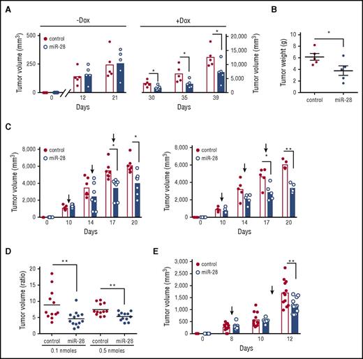 Figure 5. miR-28 expression suppresses established human lymphomas. (A) Ramos BL cells were transduced with lentivirus encoding miR-28 or scramble RNA (control), and cells were injected subcutaneously, without induction, into NSG mice. Xenografts were left to establish for 21 days (until reaching ∼250 mm3), and miR-28 expression was then induced by Dox in the drinking water. Graphs show volumes of individual tumors and mean values at the indicated times before (−Dox) and after (+Dox) Dox administration (supplemental Figure 5B). (B) Tumor weights of miR-28 and control xenografts at 18 days after Dox treatment. (C) Intratumor administration with synthetic miR-28 mimic suppresses established BL tumors. Wild-type Ramos cells were injected subcutaneously into NSG mice; after xenografts were established (tumor volume >200 mm3), synthetic miR-28 mimic (blue bars) or scrambled control mimics (red bars) were administered intratumorally (supplemental Figure 5C). Graphs show tumor volumes at the indicated times in xenografts before and after treatment with 0.1 nmol (left) or 0.5 nmol (right) of miRNA mimic. (D) Endpoint-to-pretreatment volume ratios for the xenografts in panel C. (E) Ramos xenografts were established as in panel C and mice were treated by intravenous administration of 7 nmol miR-28 mimic (blue) or scrambled mimics (control, red circles) (supplemental Figure 5D). The graph shows tumor volumes at the indicated times. Each circle corresponds to an independent tumor. *P < .05; **P < .01, unpaired Student t test.