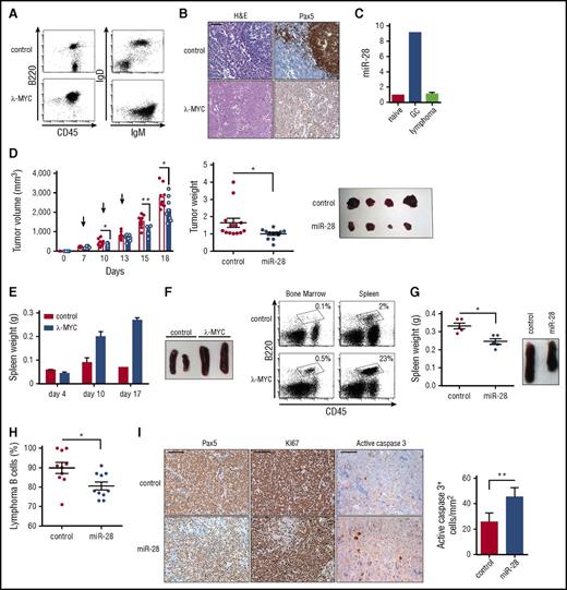 Figure 6. miR-28 expression suppresses established primary lymphomas. (A) Representative flow cytometry plots of lymph nodes from control and λ-MYC littermate mice. (B) Representative histochemistry images of control and λ-MYC littermate spleens. H&E, hematoxylin and eosin. (C) qRT-PCR analysis of miR-28 in naïve, GC, and lymphoma cells from λ-MYC mice. (D) Cells from enlarged spleen or lymph nodes from λ-MYC mice were injected subcutaneously into NSG mice. Two λ-MYC primary tumors were used as donors in 2 independent experiments to inject a total of 12 NSG recipient mice in both flanks. Once tumors were detectable (>200 mm3), each mouse was injected intratumorally with miR-28 mimic (blue) in 1 flank and control mimic (white bars, red circles) in the other (supplemental Figure 5E) in 3 injections. Tumor growth was monitored throughout the experiment (left graph; arrows indicate mimic injections, a representative experiment is shown) and at endpoint (central graph, data from 2 independent experiments, normalized to the average value; right, representative image). Each symbol represents an individual engrafted tumor. (E-F) Lymph node cells from control and λ-MYC littermate mice were injected IV into NSG recipients. (E) Spleen weights of NSG mice euthanized at the indicated posttransplant times. (F) Representative flow cytometry analysis of bone marrow or spleen from NSG mice 10 days after transplant with control or λ-MYC cells. Representative spleens are shown to the right. (G-I) Cells from enlarged λ-MYC spleen or lymph nodes were injected IV into NSG recipient mice; 10 days later, mice received intravenous injections of miR-28 or control mimics (supplemental Figure 5F). Two independent donor primary tumors were used in 2 independent experiments to inject a total of 10 recipient mice for control mimic treatment and 10 recipient mice for miR-28 mimic treatment. (G) Spleen weights of transplanted NGS mice (left) and images (right) after treatment with miR-28 or control mimics from 1 representative experiment. (H) Proportion of spleen B cells in transplanted NSG mice after treatment with miR-28 or control mimics (data from 2 independent experiments with 2 λ-MYC tumors normalized to the tumor with the maximum proportion of B cells). (I) Spleens from NSG mice transplanted with λ-MYC and treated with control or miR-28 mimic were stained with the indicated antibodies. Scale bar 100 µm for Pax5 and Ki67 and 25 µm for active caspase 3. Quantification of caspase 3 staining is shown on the right. *P < .05, **P < .01 unpaired Student t test.