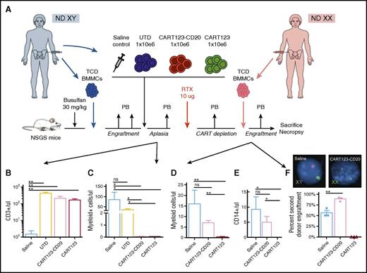 Figure 6. Effective termination of CART123 allows subsequent engraftment of human bone marrow cells. (A) Experimental schema: NSGS mice were conditioned with busulfan 30 mg/kg IP prior to IV injection of 2.5 × 106 T-cell–depleted (TCD) BMMCs from a healthy normal male donor (ND). Human hematopoietic engraftment was confirmed 2 weeks later by FC analysis of murine peripheral blood (PB). CD123-redirected CAR T cells were generated from the same donor. Xenografted mice were treated with 1 dose of saline, UTD, CART123, or CART123-CD20 IV (n = 5 mice per cohort). Two weeks following T cells, mice were bled to confirm reduction/ablation of myeloid cells by CART123-CD20. Mice subsequently received 1 dose of 10 μg rituximab (RTX) IP to deplete CAR T cells and were assessed by serial peripheral blood analysis to confirm eradication of T cells. Mice were then injected with 2.5 × 106 T-cell–depleted BMMCs IV from a healthy female donor. Four weeks after infusion of the female-origin bone marrow, mice were euthanized and bone marrow was harvested for analysis of tissues. (B) Analysis of murine peripheral blood 2 weeks after T-cell treatment demonstrates significant expansion of CD3+ T cells in mice treated with CART123, CART123-CD20, or UTD, but not with saline. (C) Analysis of murine peripheral blood 2 weeks after T-cell treatment demonstrates significant reduction of human CD3-PE-Cy7/CD19-APC double-negative myeloid cells in mice treated with CART123-CD20 or CART123 versus UTD or saline controls. (D) At study end point (3 weeks following injection of female BMMCs), xenograft mice treated with CART123-CD20 and rituximab ablation demonstrate peripheral blood engraftment of myeloid cells and differentiation into monocytes (E), whereas mice treated with CART123 cells rejected engraftment of female donor BMMCs. (F) At study end point, FISH analysis of bone marrow from xenograft mice treated with CART123-CD20 shows engraftment of second donor female-origin (XX) hematopoietic engraftment. Conversely, mixed male-origin (XY) and female-origin hematopoietic engraftment is observed in saline-treated control mice, and previously, CART123-treated animals rejected second transplantation with female BMMCs. Data are representative of 2 independent experiments.