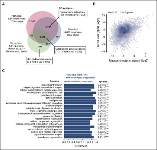 Figure 2. Integrated analysis of the platelet transcriptome, translatome, and proteome. (A) Number of platelet transcripts identified by RNA-Seq (this study), ribosome profiling (this study), or mass spectrometry (mass-spec; published datasets). The degree of overlap is to scale and major gene ontology (GO) categories are listed (and listed comprehensively in supplemental Tables 1-8). (B) Scatter plot showing the correlation between ribosome profiling and protein abundance in platelets (Spearman ρ = 0.37). (C) GO analysis of the 2246 high-confidence genes detected by RNA-Seq, ribosome profiling, and mass spectrometry.