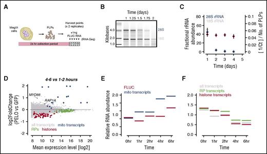 Figure 4. Global analysis of mRNA decay by PLPs. (A) Experimental design for analysis of mRNA decay by PLPs. (B) BioAnalyzer pseudo gel showing degradation of 28 and 18S cytoplasmic rRNAs during PLP aging between 1 and 2 days after purification (see “Methods”). (C) Quantification of 28S (blue diamonds) and 18S (gray diamonds) degradation in (B) compared with quantitative reverse transcription polymerase chain reaction of mitochondrial (mito) 16S rRNA (black diamonds). (D) M-A plot showing changes in transcript abundance between 4 and 6 hours and 1 and 2 hours in PLPs. Histone category includes replication-type nonpolyadenylated mRNAs and replication-independent polyadenylated histone mRNAs. (E,F) Plots of average RNA abundance for gene groups over a 0- to 6-hour time course. FLUC, firefly luciferase; M-A, ratio-average; RP, ribosomal protein.