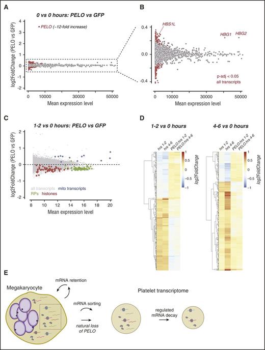 Figure 5. Natural loss of PELO slows mRNA decay in PLPs. (A) M-A plot showing changes in transcript abundance at the initial time point (“hour 0”) between PLPs overexpressing PELO vs a GFP control. (B) Rescaled window of the plot in panel A showing baseline differences in transcript abundance in PELO-overexpressing PLPs. (C) M-A plot showing the results of multivariate analysis to define changes in transcript abundance resulting from PELO overexpression after 1 to 2 hours (see “Methods”). (D) Heat maps depicting all log2FoldChanges for the 1000 transcripts with the lowest adjusted P values separating time (1-2 vs 4-6 hours) and condition (PELO vs GFP) variables. (E) Model showing differential sorting of mRNA transcripts to nascent platelets (left) and regulated mRNA decay of platelet mRNAs (right).