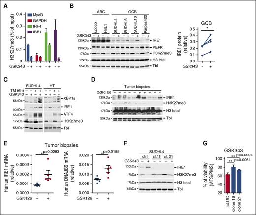Figure 4. IRE1 expression levels and activity are regulated by histone methyltransferase EZH2. (A) Karpas422 cells treated for 5 days with 2.5 μM of the EZH2 inhibitor GSK343 or vehicle were analyzed by ChIP for H3K27me3 promoter marks on MyoD and IRF4 (EZH2-dependent), GAPDH (negative control), and IRE1 (mean and SD of technical triplicates of 1 representative experiment of 3). (B) Representative ABC and GCB DLBCL cell lines treated with GSK343 or vehicle were probed by immunoblot for IRE1, PERK, H3K27me3, H3 total, and tubulin (Tbl). IRE1 protein levels were quantified and plotted (right panel). Paired Student t test (nontreated vs treated); *P ≤ .05. (C) Representative GCB DLBCL cell lines were treated for 5 days with 2.5 μM EZH2 inhibitor GSK343. Then, 5 μg/mL tunicamycin (TM) was added to the cells for 6 hours. Immunoblots were revealed using antibodies against XBP1s, IRE1, PERK, ATF4, H3K27me3, and tubulin (experiment representative of 3). (D) Karpas422 cells were subcutaneously injected in immunodeficient AGR129 mice. Mice were treated during 10 days with vehicle or 150 mg/kg GSK126 as described in “Materials and methods.” IRE1, H3K27me3, H3 total, and tubulin levels were analyzed by immunoblot. (E) Human IRE1 and DNAJB9 relative mRNA values were assessed in postmortem biopsies. (F) Parental and IRE1-deficient SUDHL4 cells were treated for 4 days with vehicle or 5 μM GSK343. IRE1, H3K27me3, H3 total, and tubulin levels were assessed by immunoblot. (G) Viability of IRE1-proficient and IRE1-deficient SUDHL4 cells was assessed by MTS/PMS assay after treatment with 10 μM GSK343 for 48 hours. P values were obtained using the unpaired Student t test; **P ≤ .01.